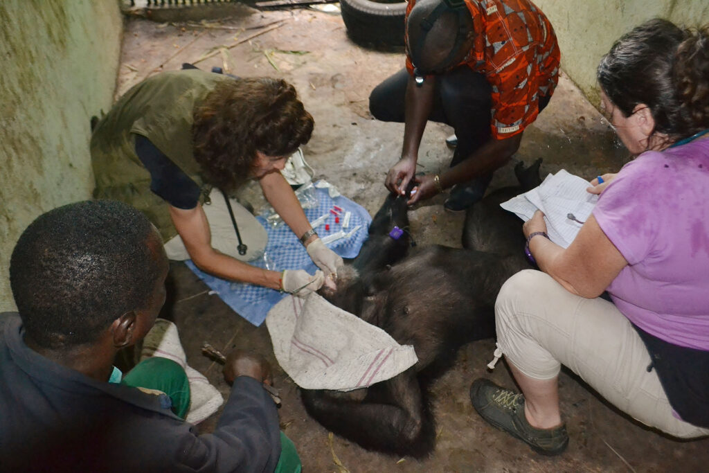 Behandlung Schimpanse Cote d'Ivoire