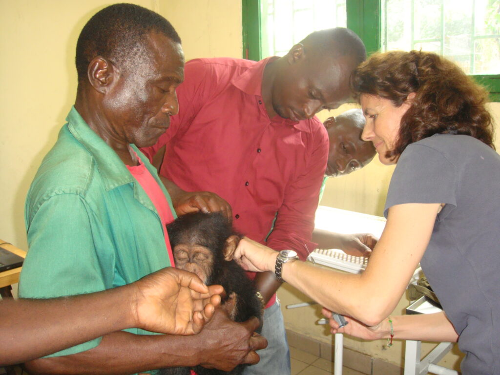 Behandlung Schimpansenwaise in Cote d'Ivoire