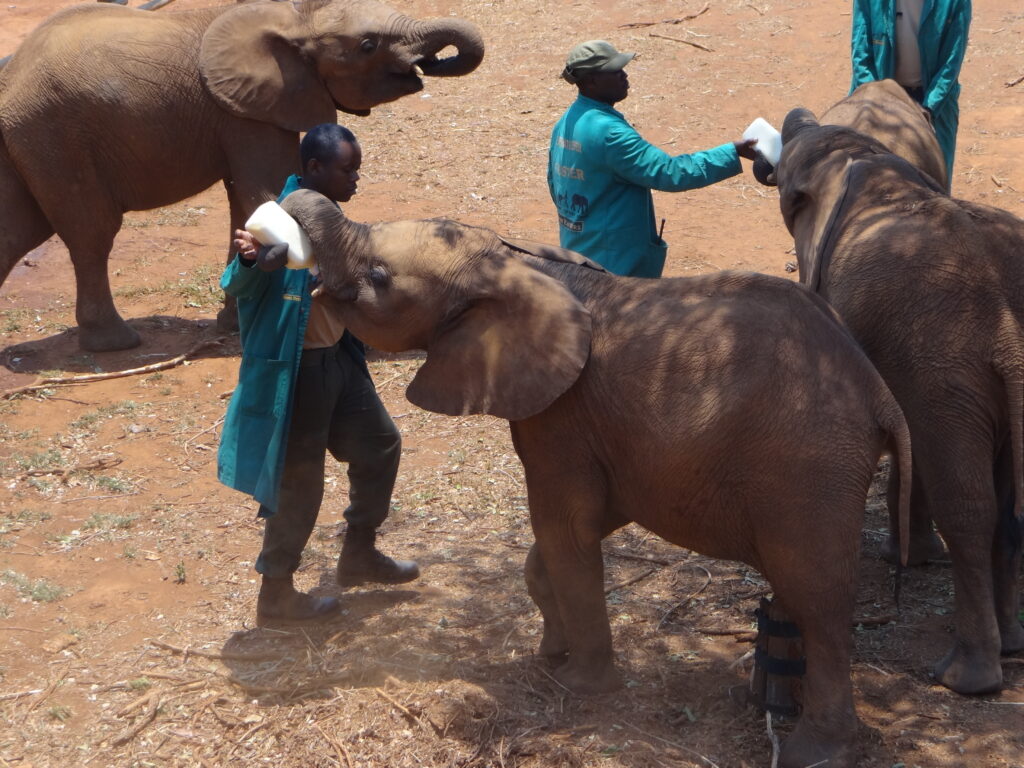 Elefanten-Handaufzucht in Sambia