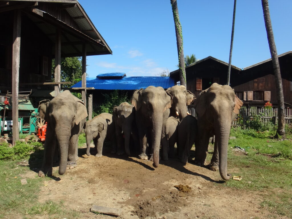 Gesundheitsuntersuchung Elefanten in Myanmar