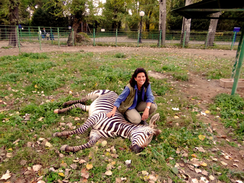Julia Maltzan mit Zebra